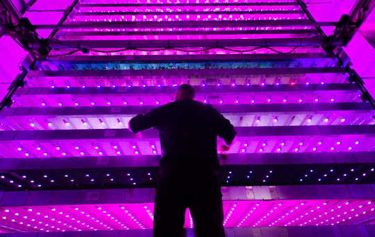 Vertical Farming Sounds Fantastic Until You Consider Its Energy Use