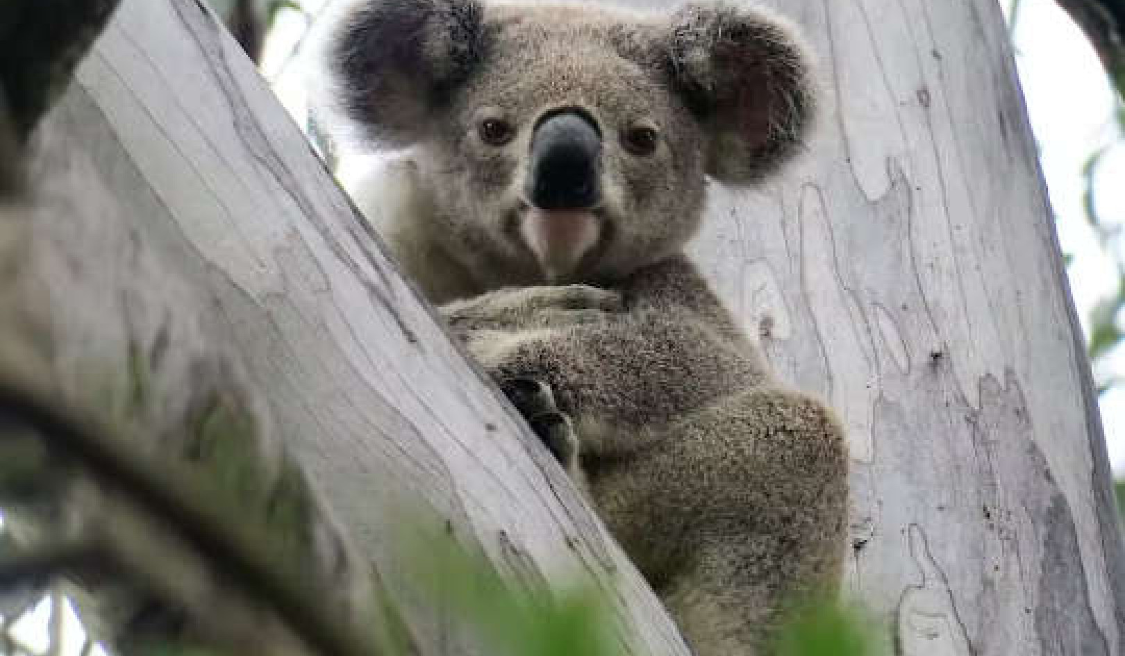 When It’s Smart To Be Slow: Lessons from a Koala Bear