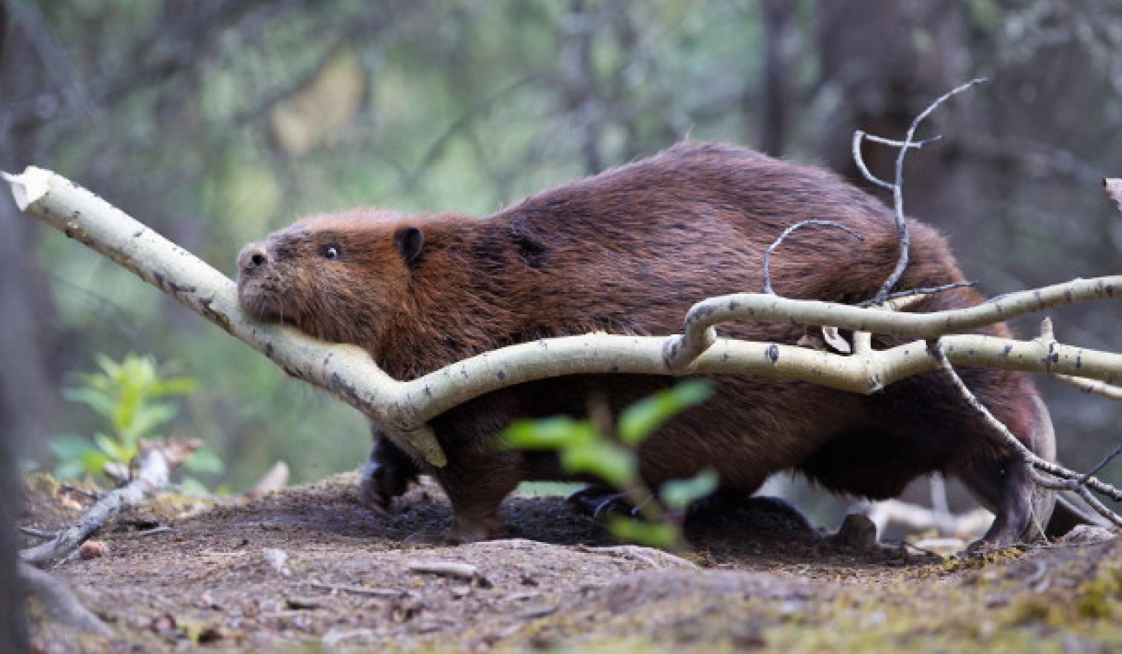 Leave It To Beavers: The Ecological Importance of Nature's Engineers